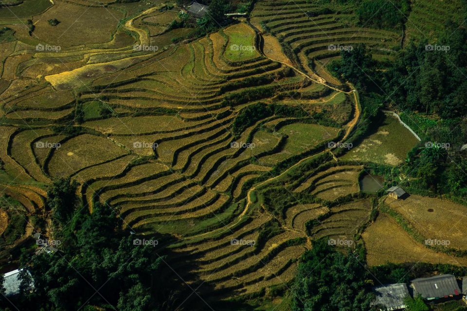 Paintings of the nature. Rice terraces from above 
