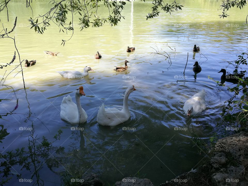 Swans and ducks
