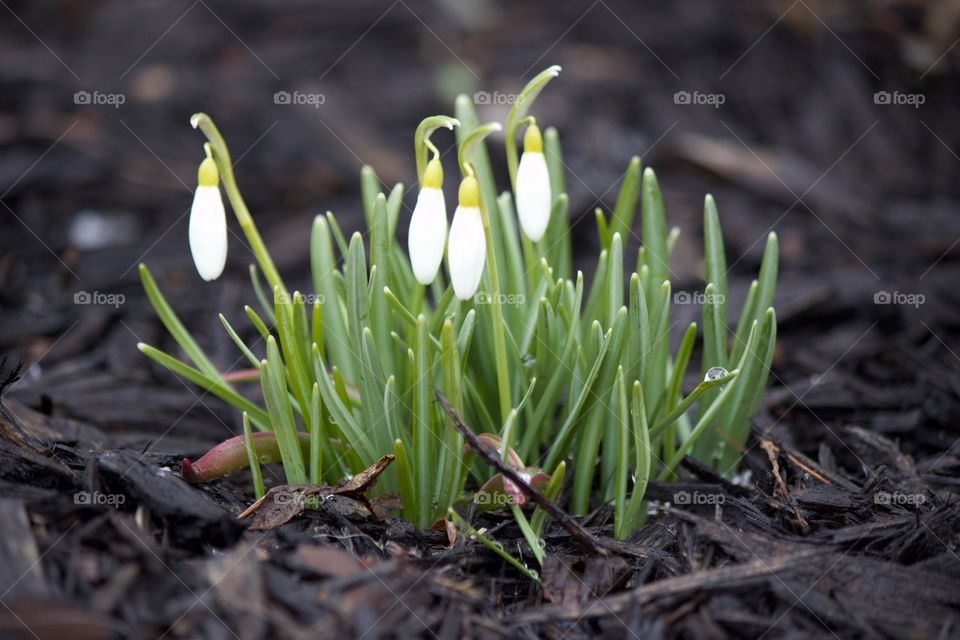 Close-up of white colour flowers