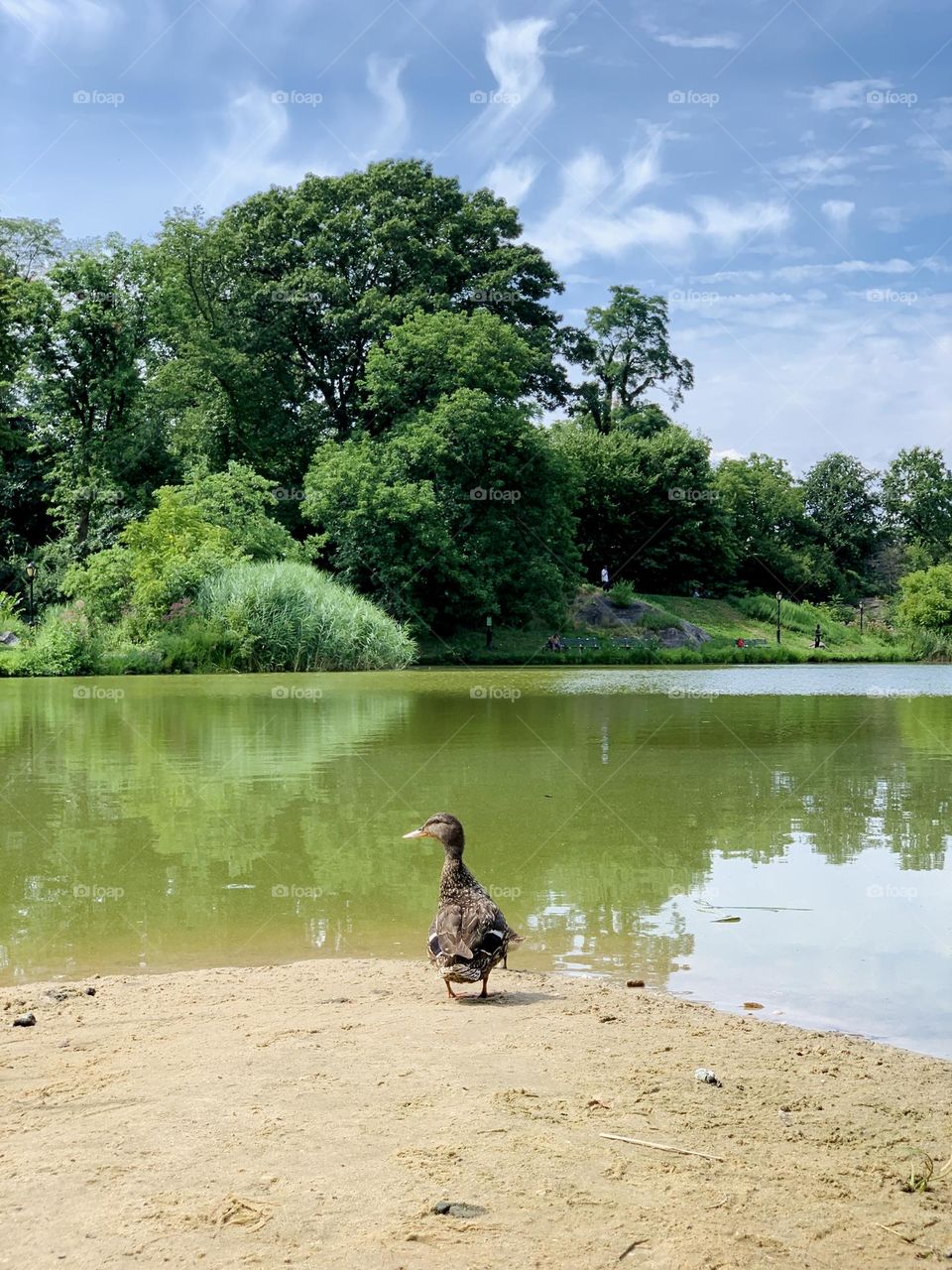 The ducks on the way to the lake