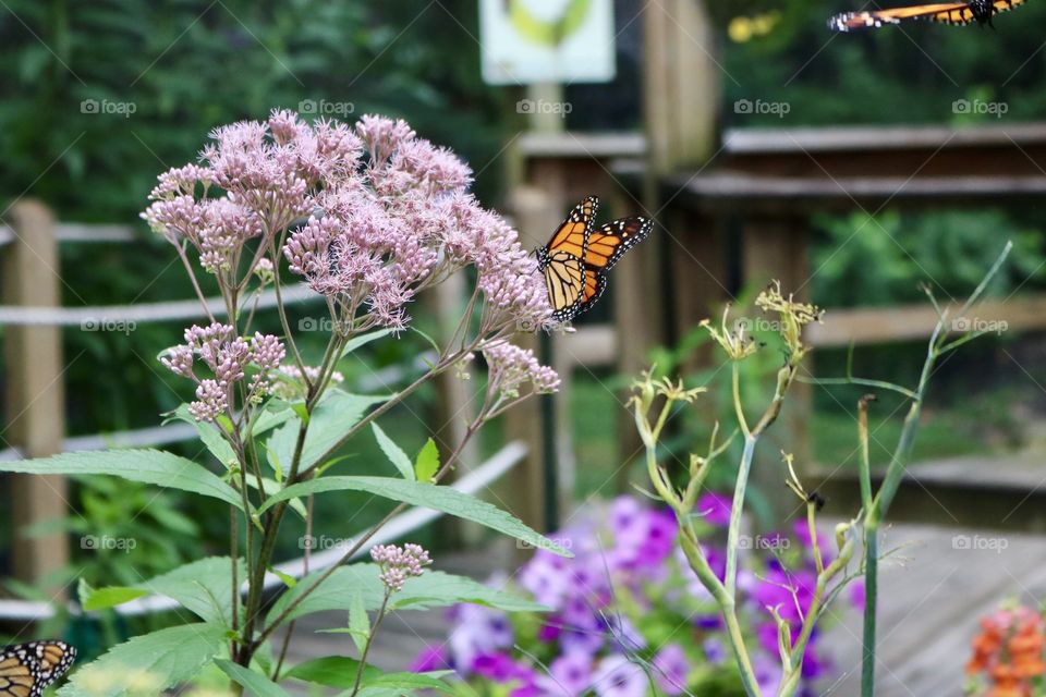 Monarch butterfly on milkweed 