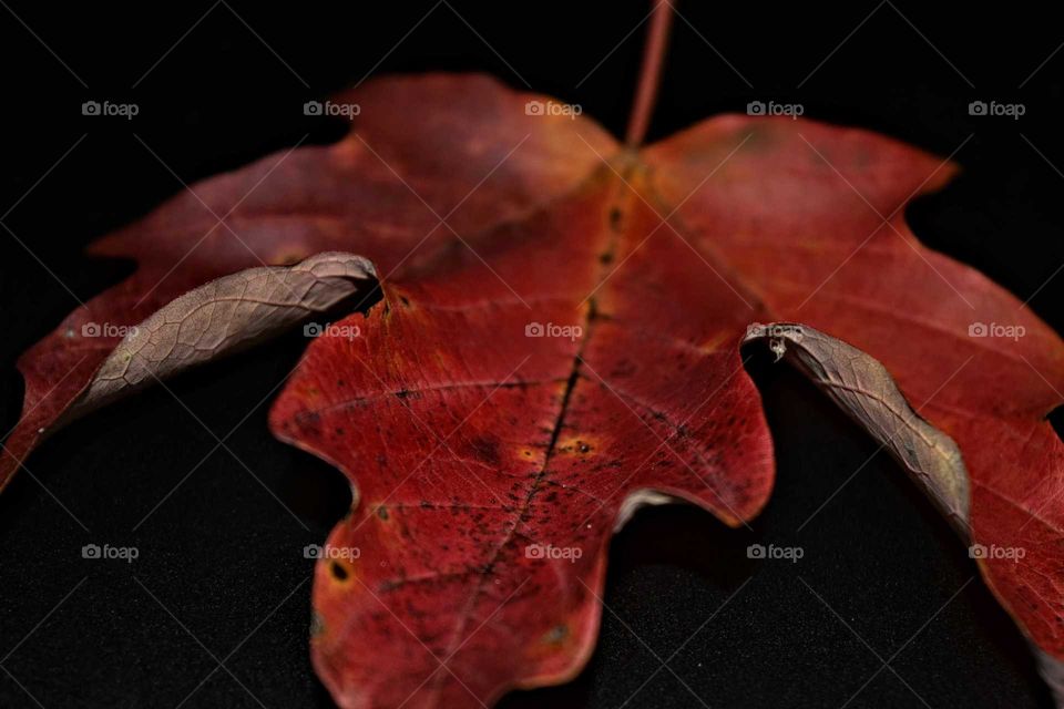 Leaf in Detail