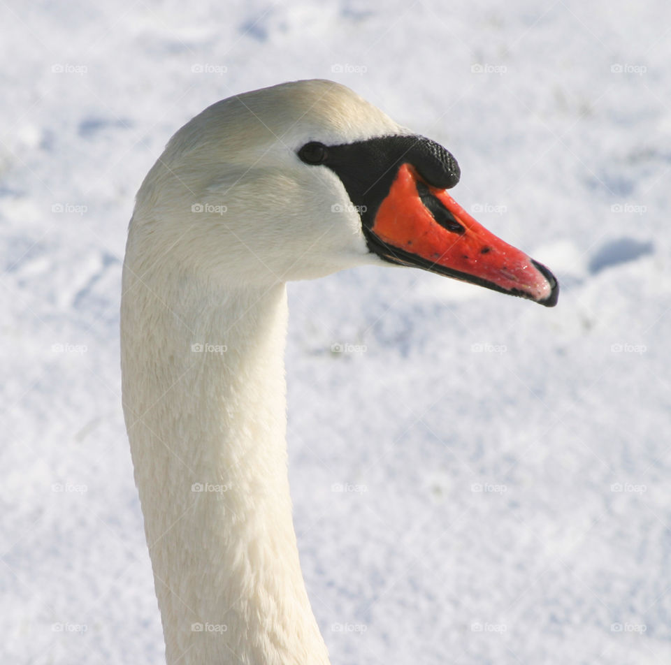 Portrait of a swan