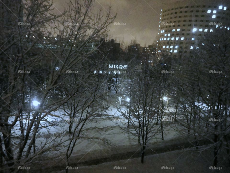 Winter, Snow, Tree, Weather, No Person