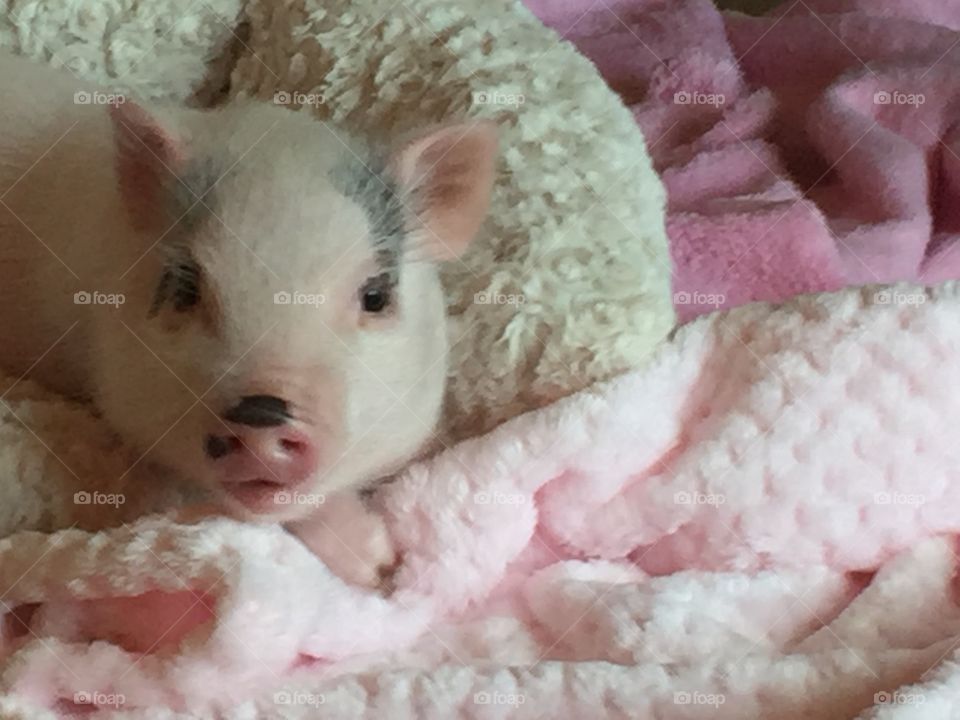 Piggy in a blanket