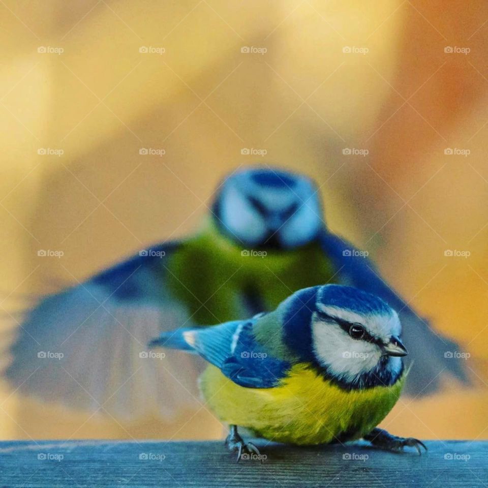 Life without dreams is like a bird with a broken wing.