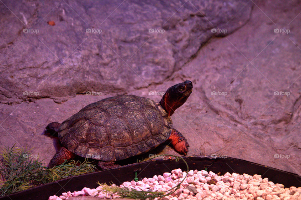 Turtle, Reptile, Tortoise, Shell, Slow