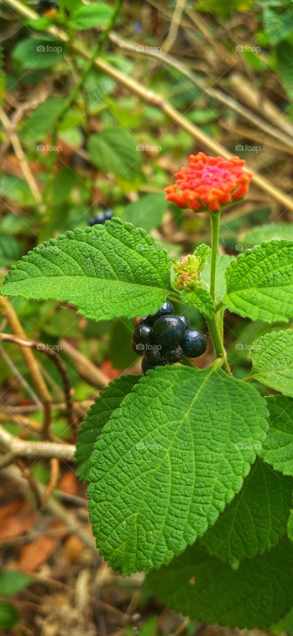 small fruit