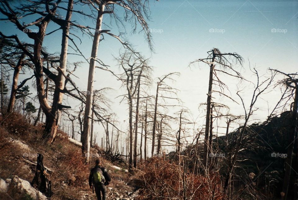 Landscape above the clouds with burn trees