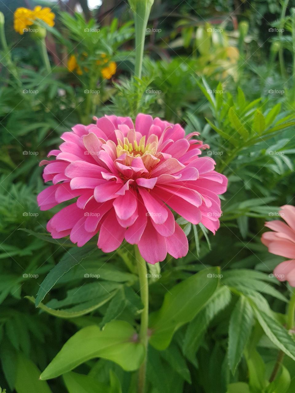 ENJOY-ZINNIA