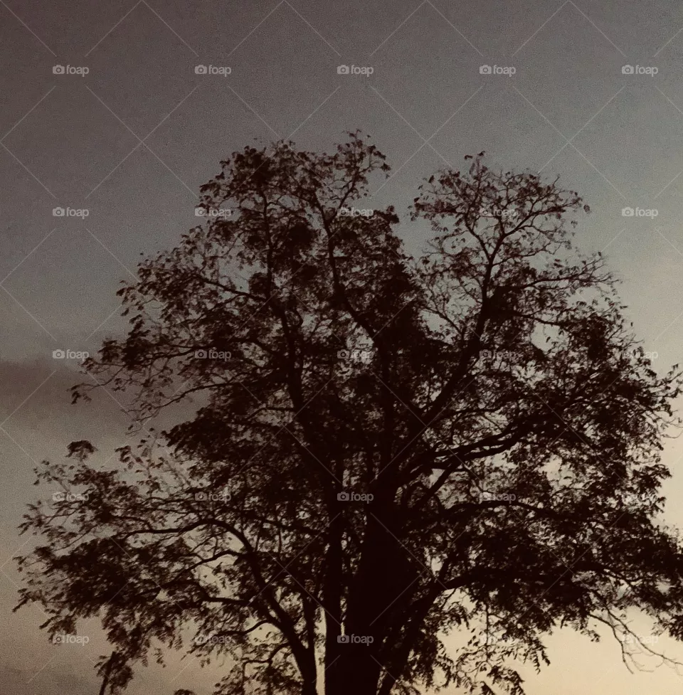 Tree dusk