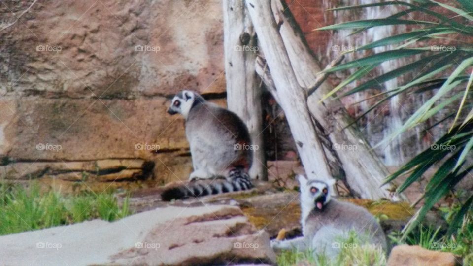 Ring tail Lemurs