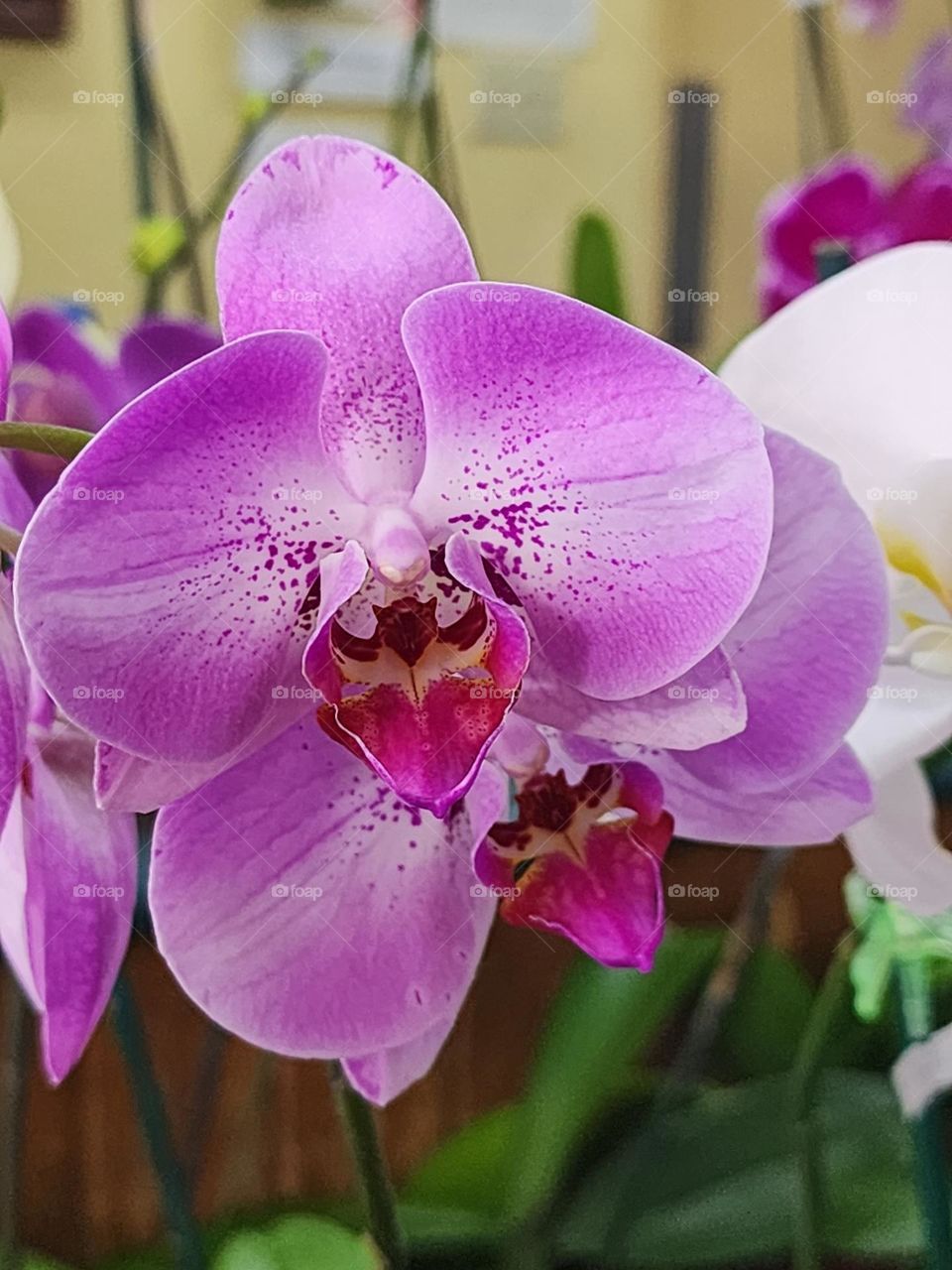 orchids Jamaican