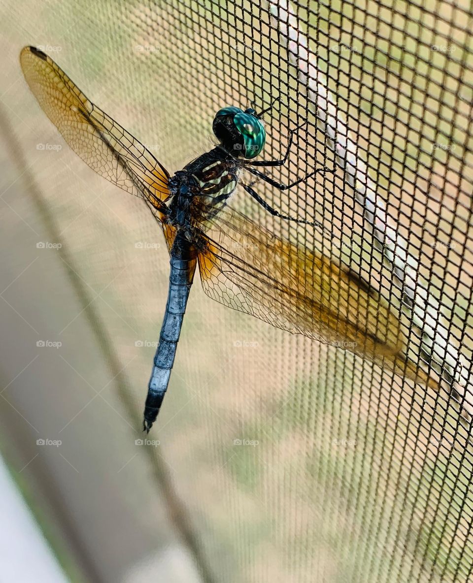 Colorful Young Dragonfly 