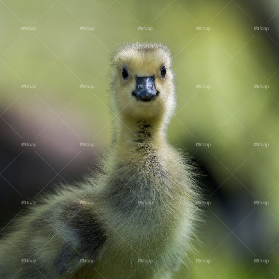 Little Canadian gosling posing for the camera