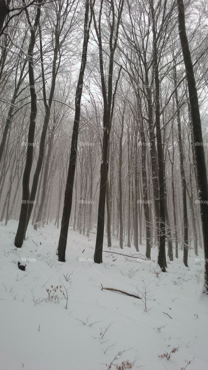 Foggy winter forest