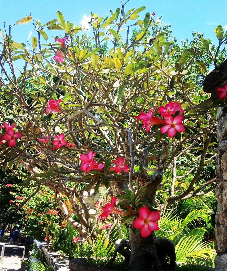 Abloom flowering on the road. Amazing colours of tropical tree at Kuta beach