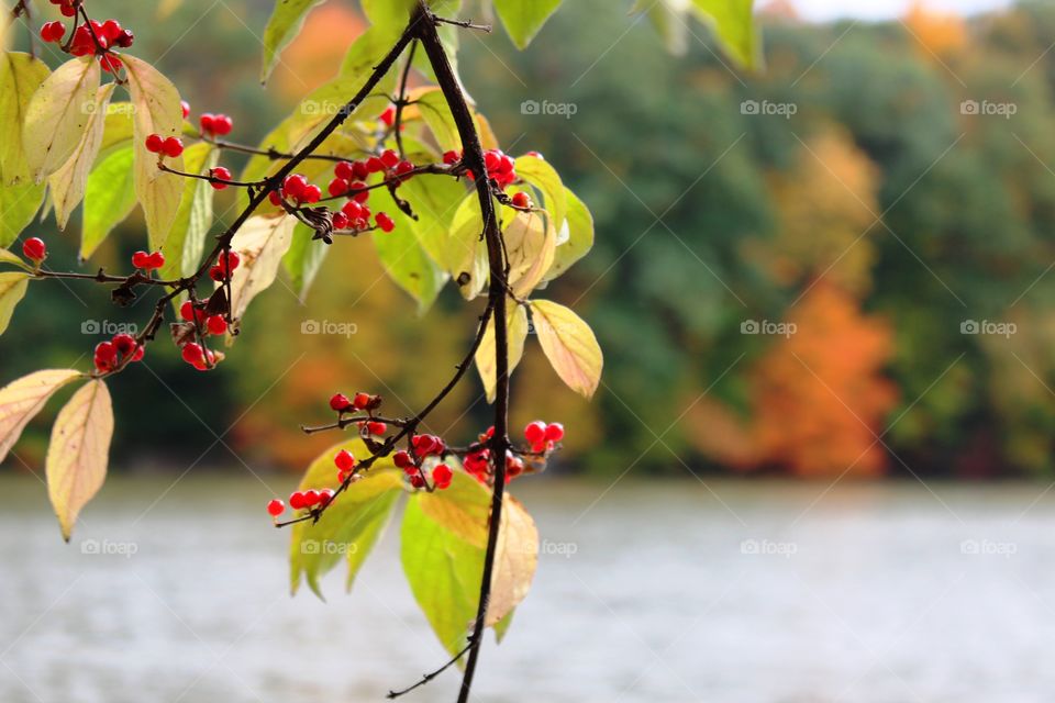 Autumn Berries