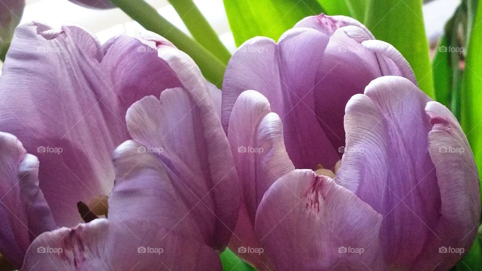 Mothers day appreciation flowers🏵