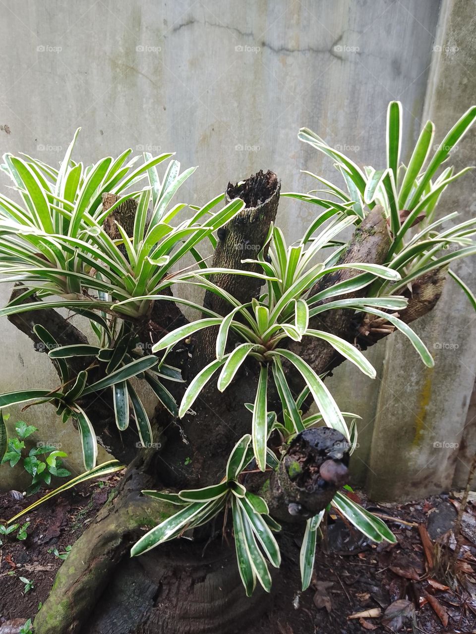driftwood and plants