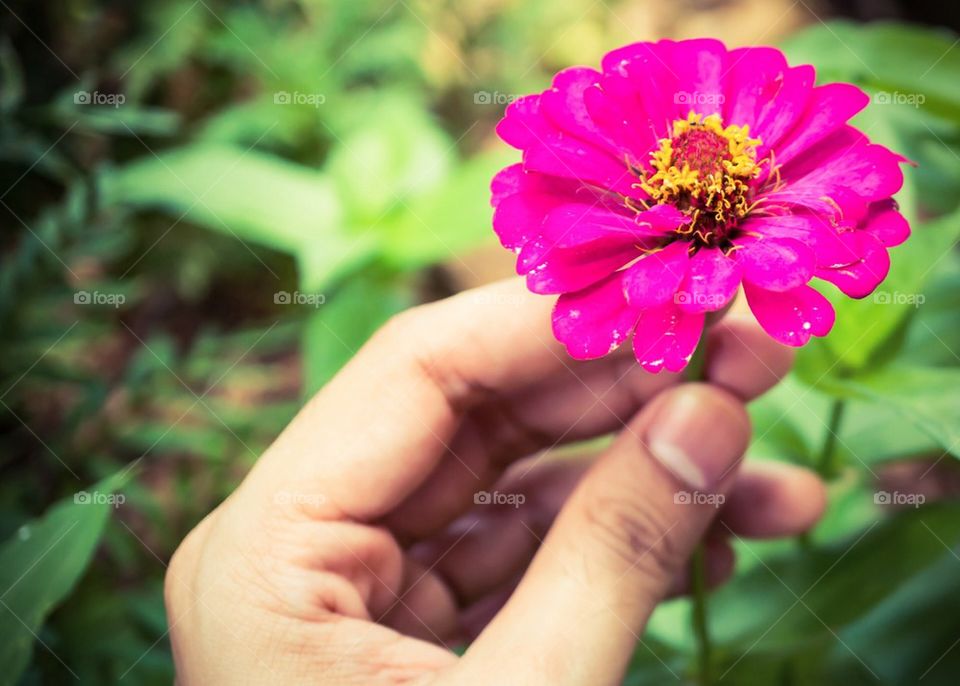 flower in my hand
