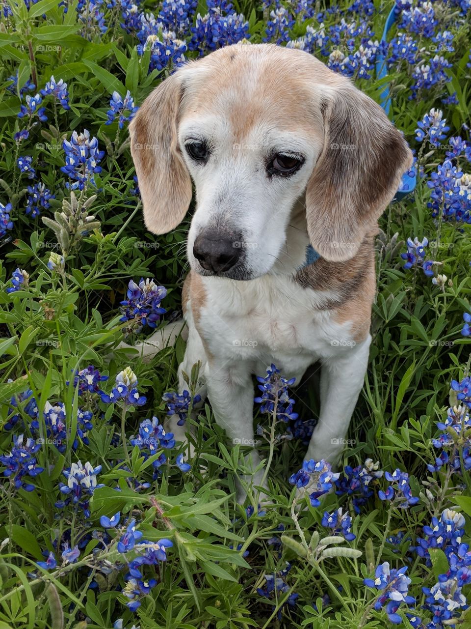 Sunny's time in the bluebonnets