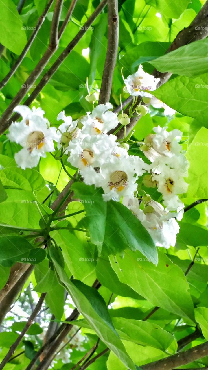 bunch of white flowers in a tree