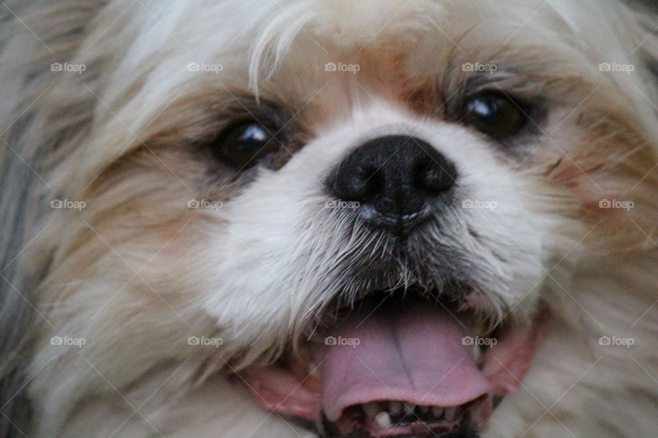 Close-up of dog with mouth open