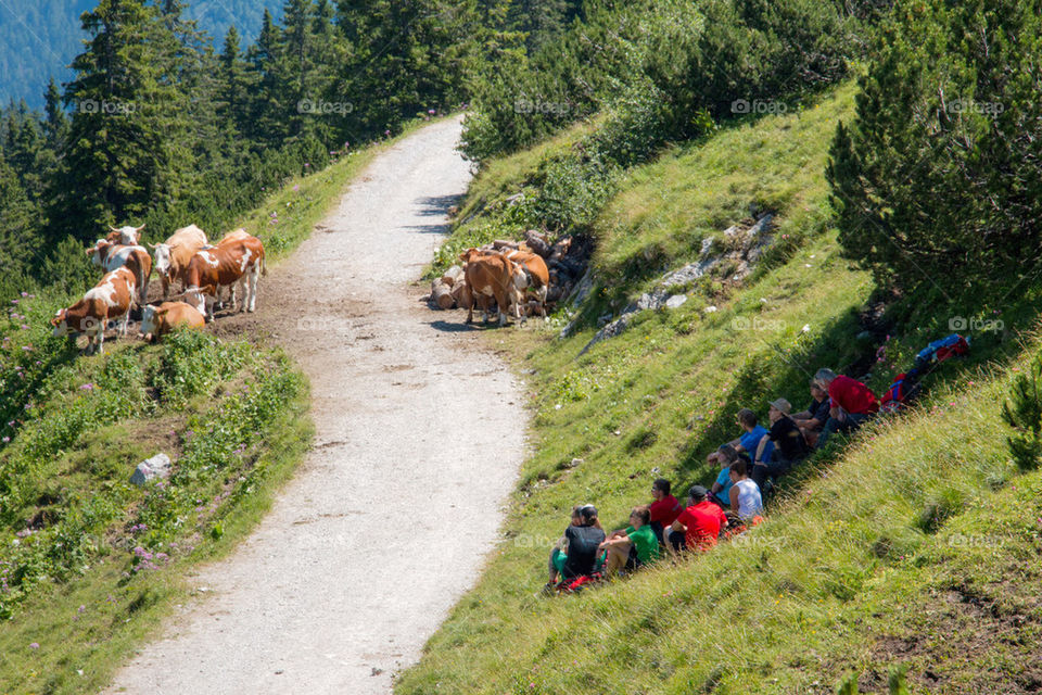 Learning about cows 