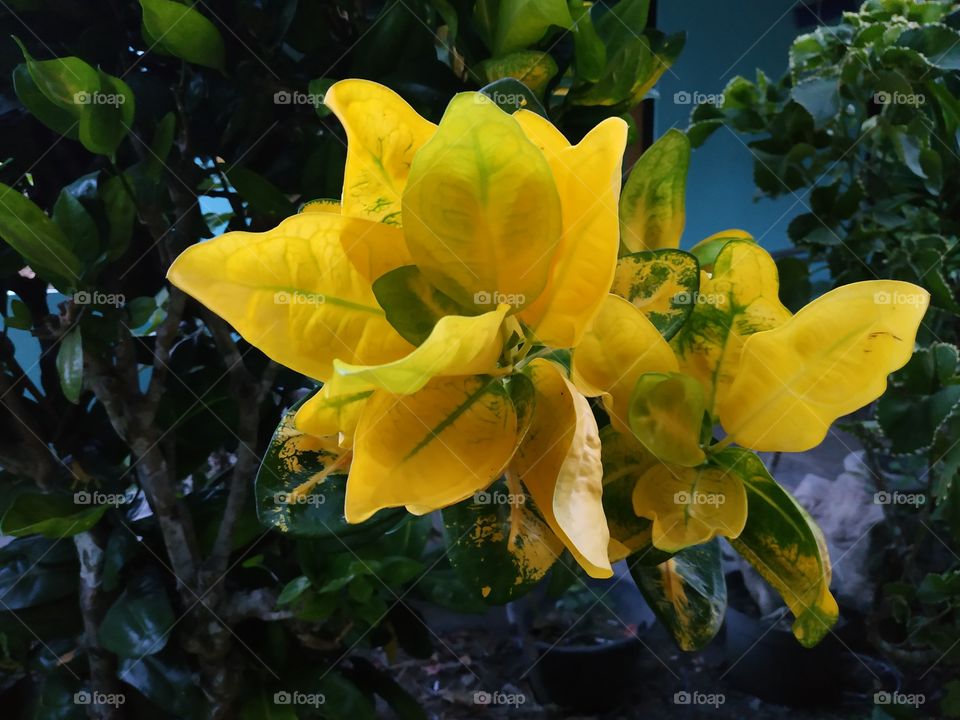 yellow flower blur background