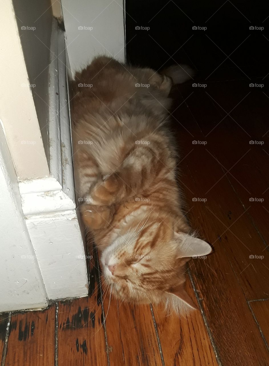 sleeping in her favorite corner