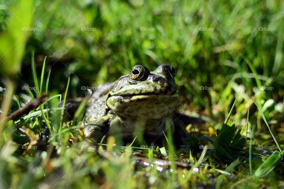 The green frog sits in the green grass.