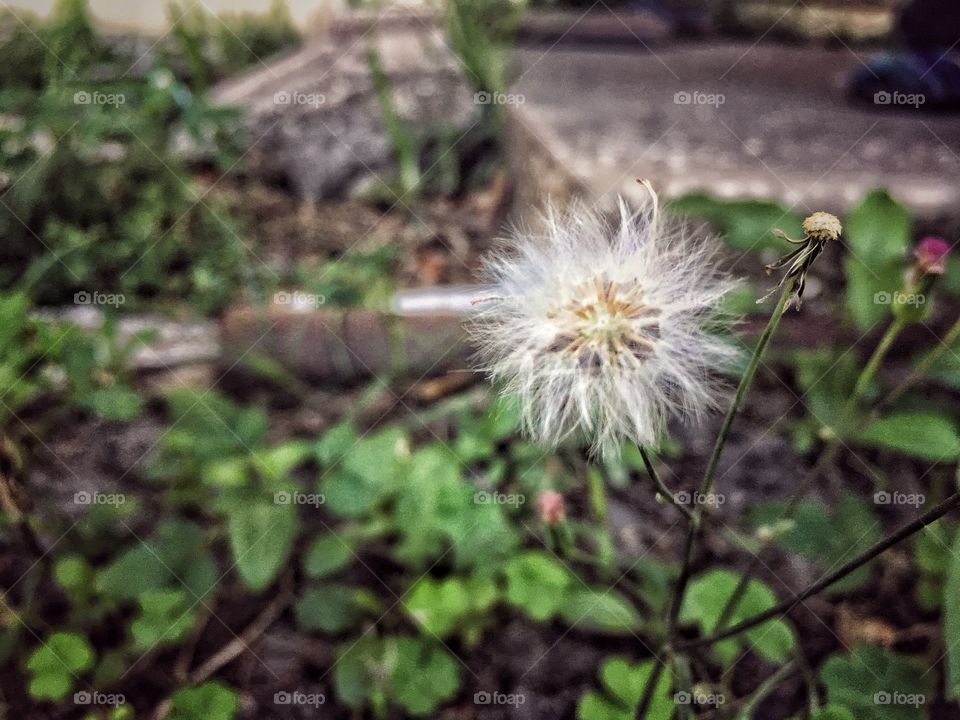 When I was a child I used to blow these all the time 