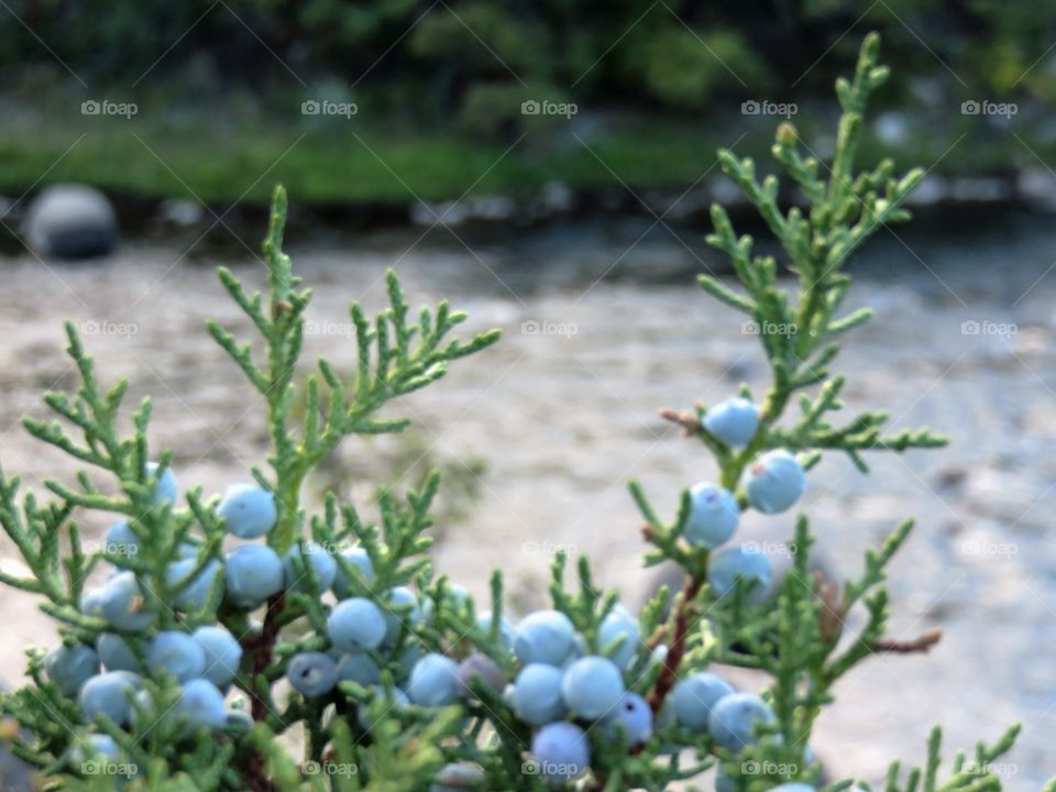 Juniper berries