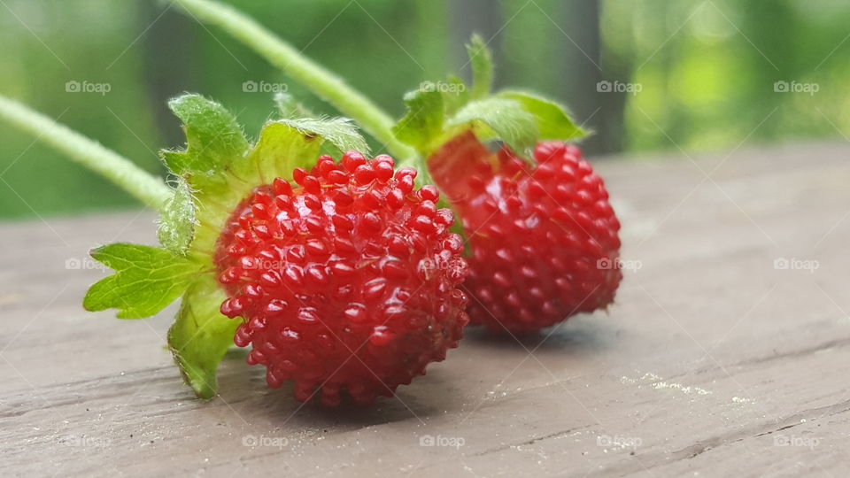 Close-up of wild strawberries