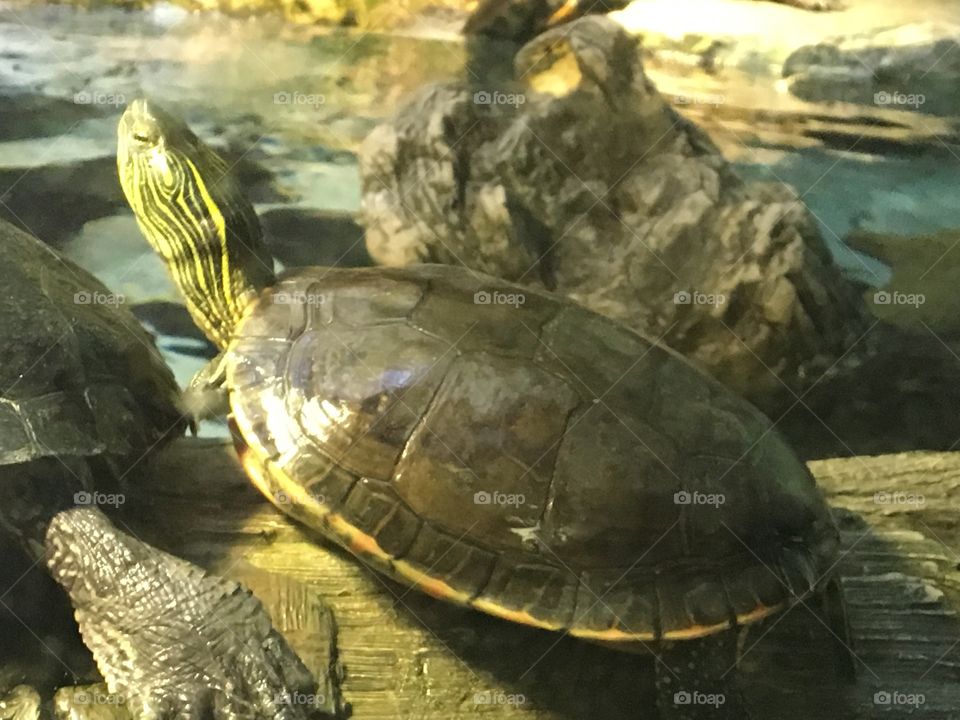 Tortoise with an attitude: I don’t care what the world says, I’ll do what I like! 