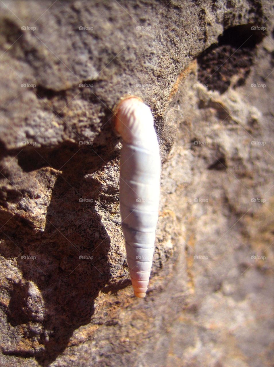Wild life on rock close up background summer feeling traveling with friends