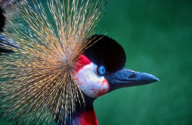 bird