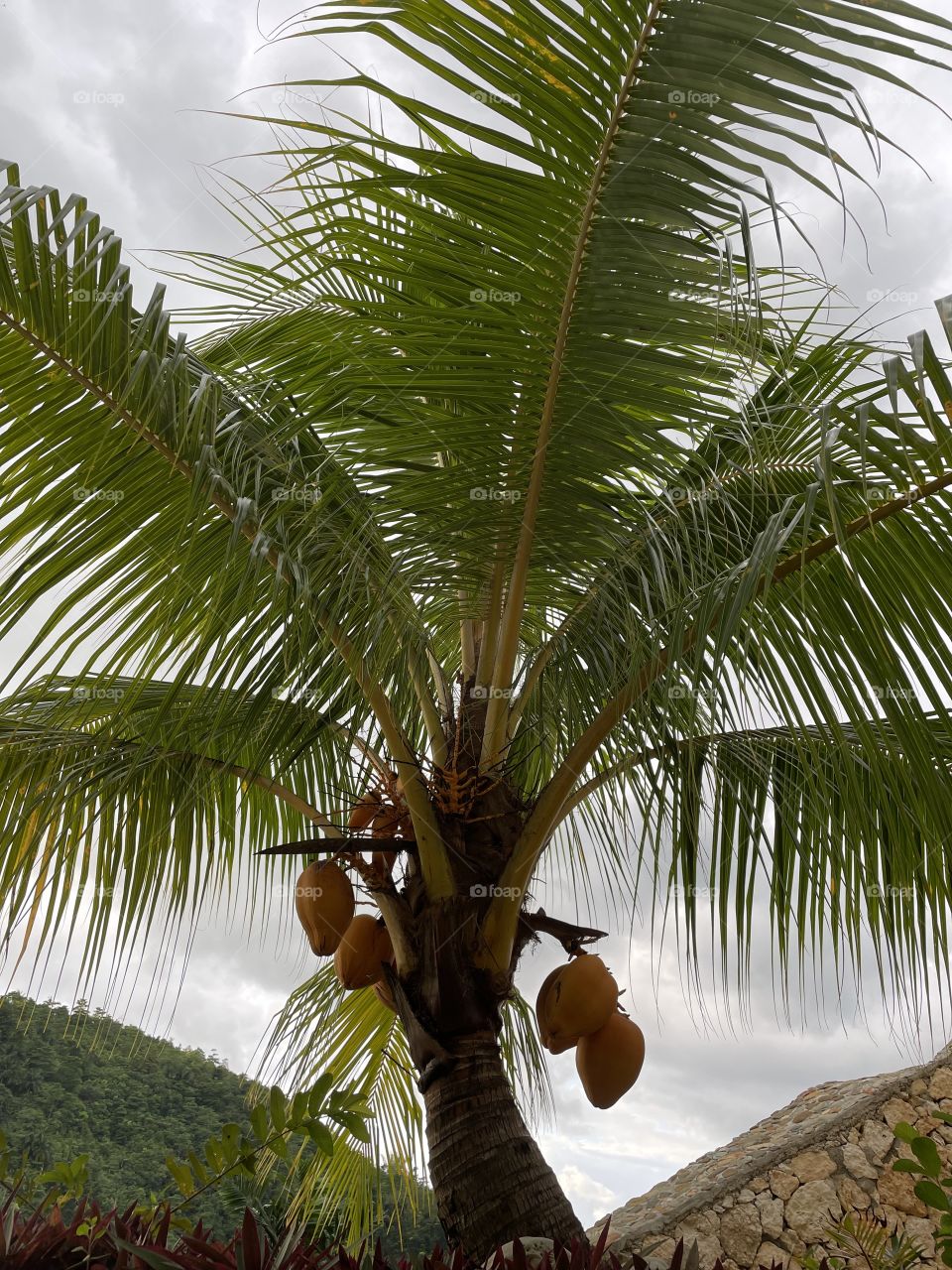 Coconut tree with fruits