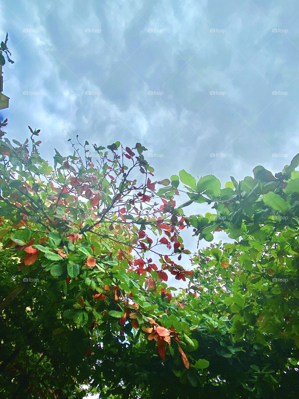 Autumn is coming.. I see red leaves already.. nature is such a wonderful reminder that every stage of life has beauty. 