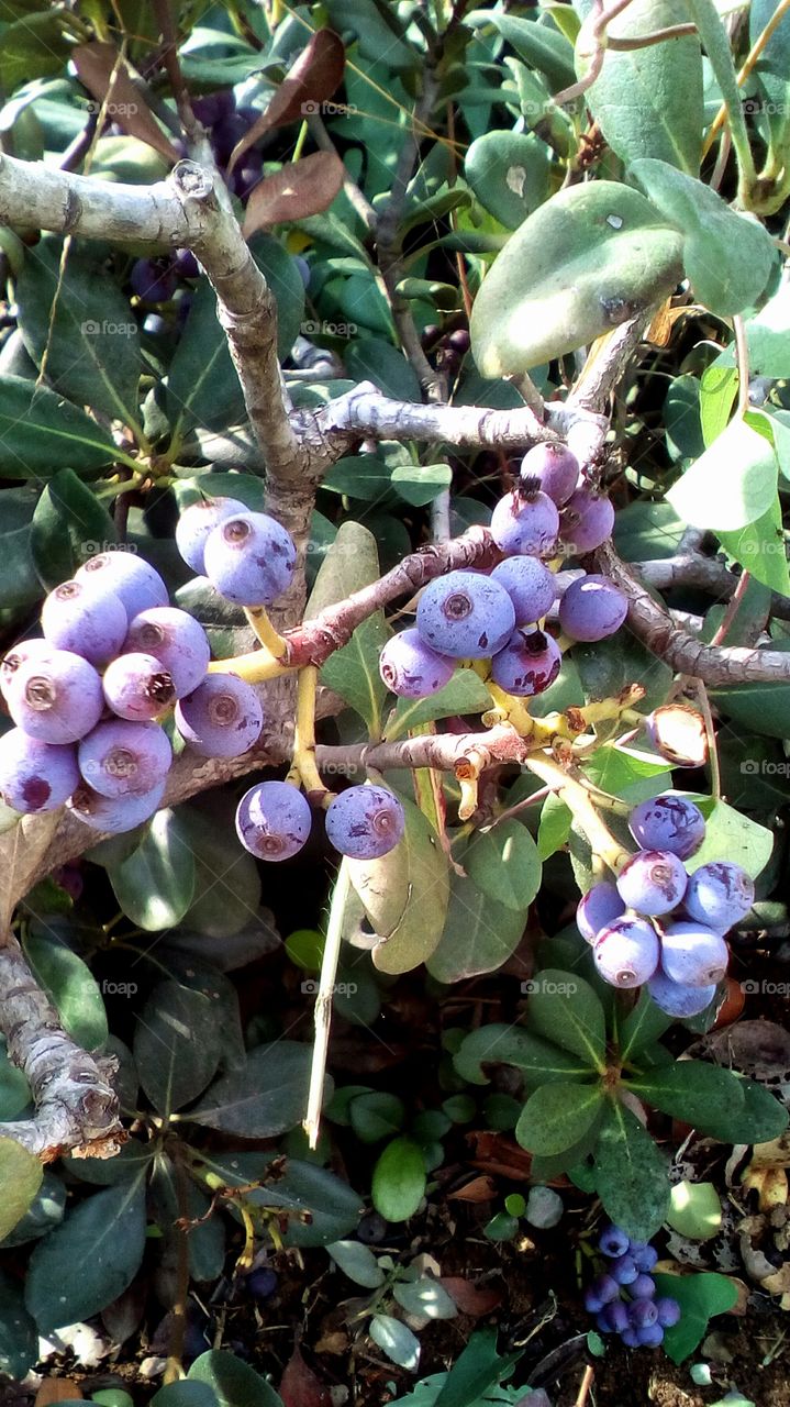 Tree fruit