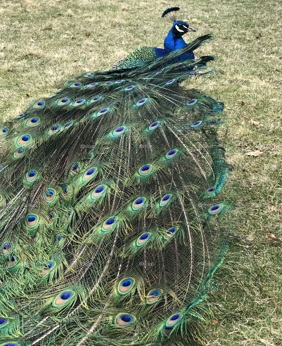 A male peacock with brilliant turquoise, blue, green, brown, black and white colors spreading its tail feathers for the mating ritual at Peterson’s Rock Garden in Central Oregon on a spring day.