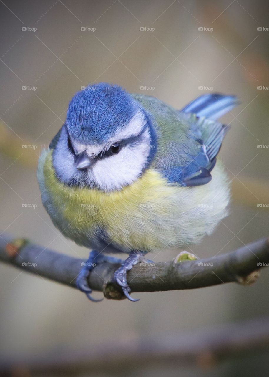 Blue tit 