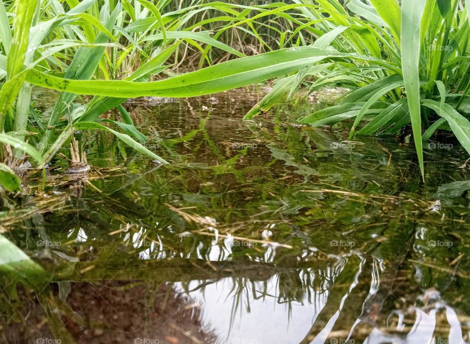Overflowing water through some plants