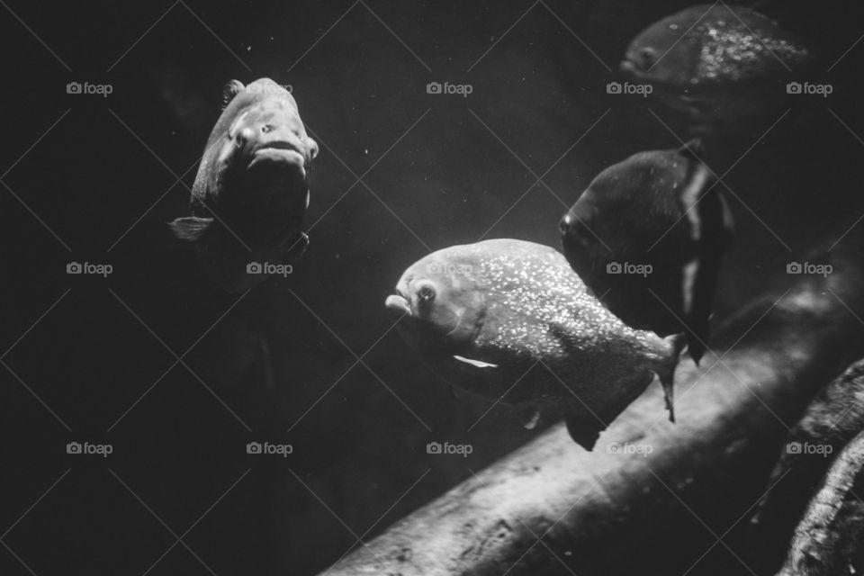 Not all predators are big and ugly.  These guys are cute and small but are savages.  They are piranhas 