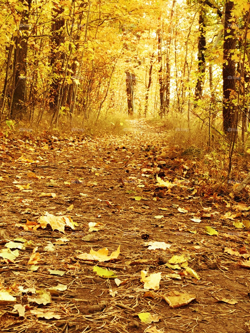Yellow path in the autumn wood.