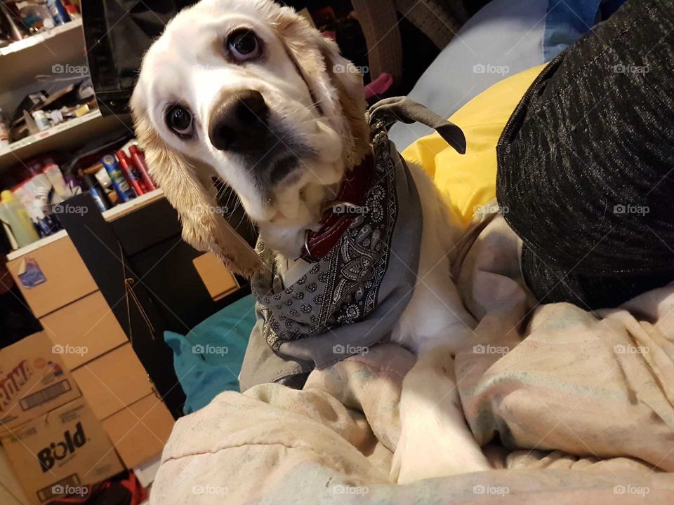 Doggo with kerchief.