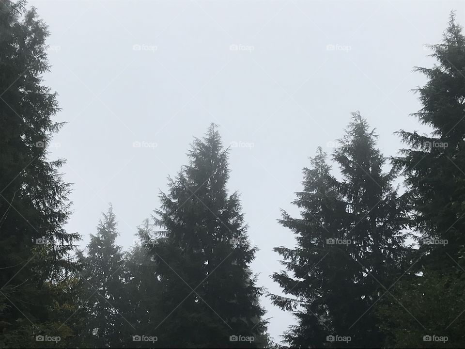 Trees with fog