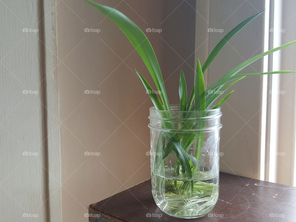spider plant propagating in jar of water