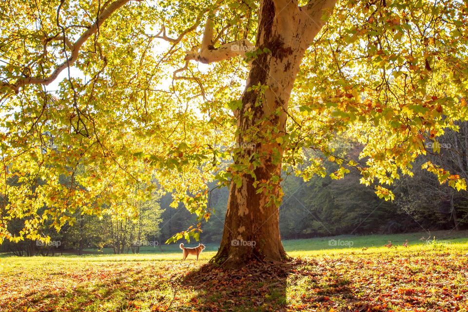 Bright shine Golden Autumn Tree 